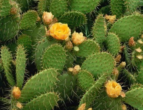 #29 Cây xương rồng tai thỏ (Cây 7 năm tuổi) - Hula Trees