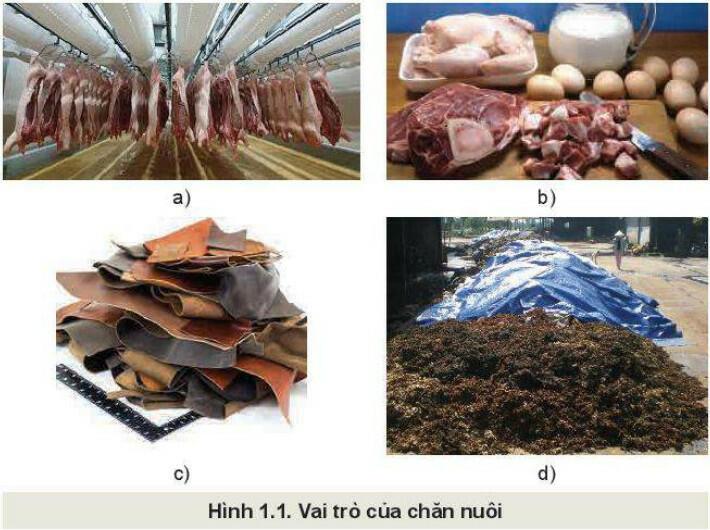 Lý thuyết Công nghệ 11 Bài 1 (Kết nối tri thức): Vai trò và triển vọng của chăn nuôi