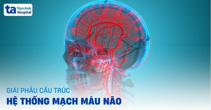 mạch máu não