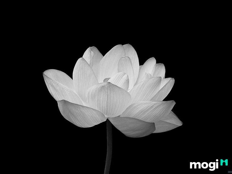 Nhà Có Tang Nên Kiêng Gì Vào Ngày Tết? Những Điều Cần Kiêng Kỵ Trong Ngày Đầu Năm