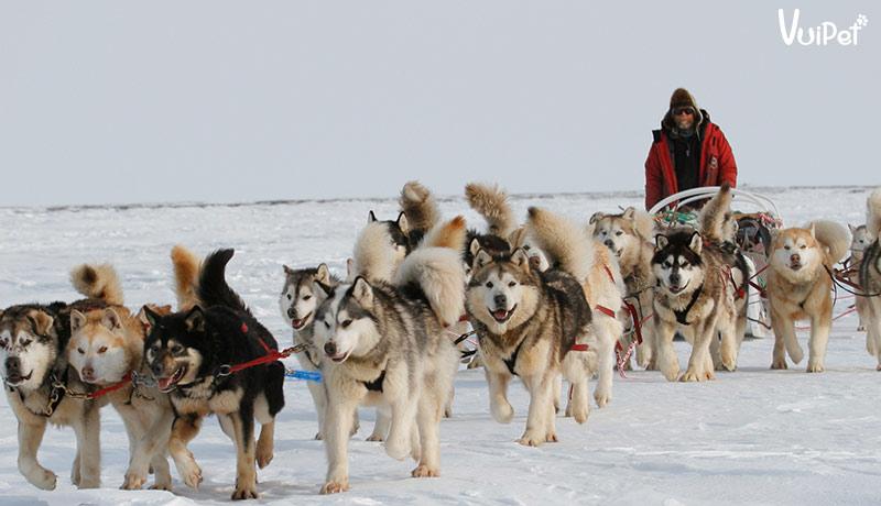 Chó Alaska và 7 điều PHẢI biết trước khi NUÔI CHÓ ALASKA