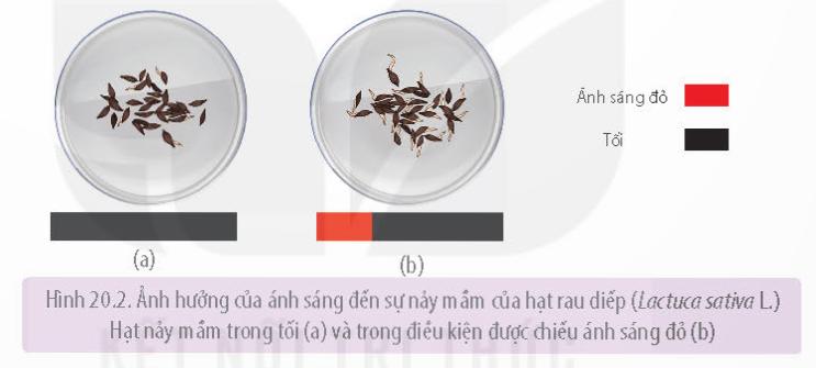 Lý thuyết Sinh trưởng và phát triển ở thực vật - Sinh học 11 Kết nối tri thức</>