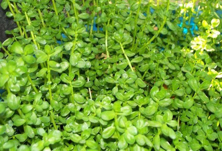 Ăn rau đắng có tốt không?