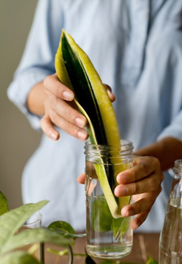 Cách trồng cây lưỡi hổ trong nhà như thế nào để cây luôn xanh tươi?