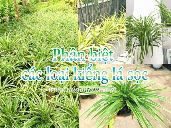 Phân Biệt Các Loại Cây Kiểng Lá Sọc