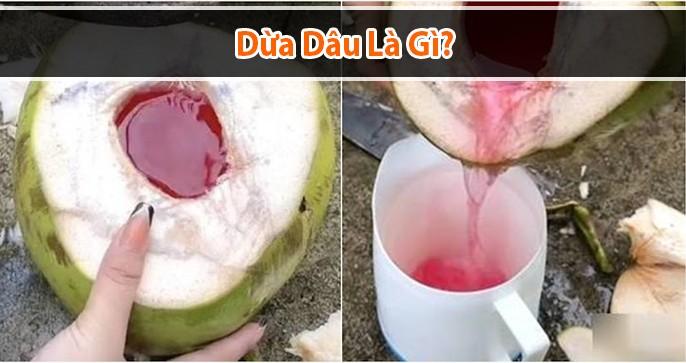 Dừa dâu là gì? Tất tần tật thông tin về dừa dâu