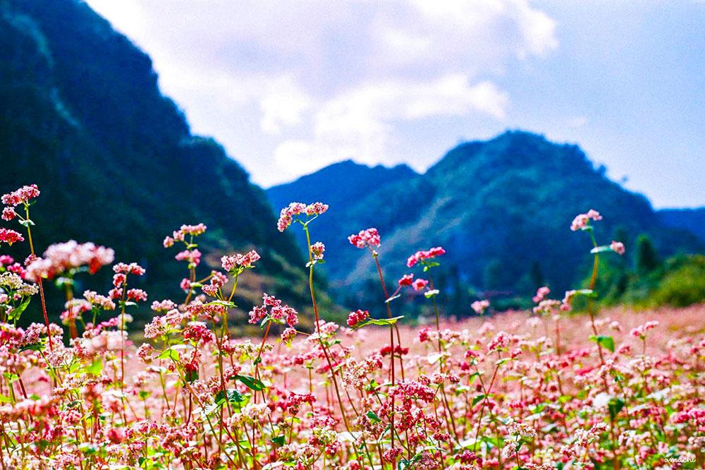 Ngất ngây với những thảm hoa tam giác mạch ở Hà Giang