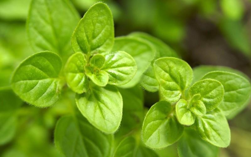 Lá oregano - kinh giới cay là lá gì?