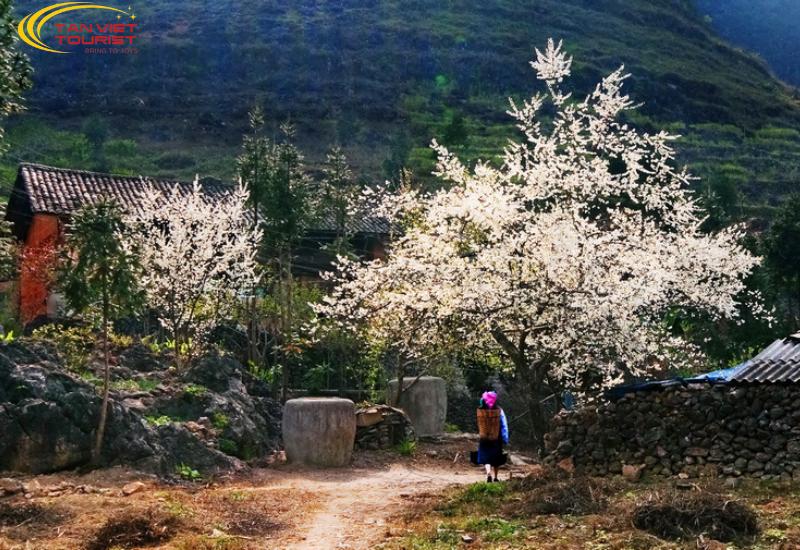 cảnh đẹp Hà Giang