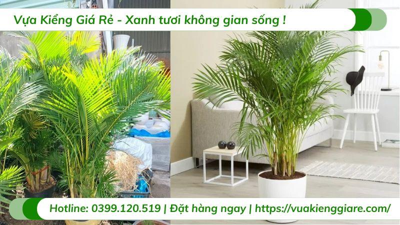 Cây cau kiểng vàng trồng chậu nội thất