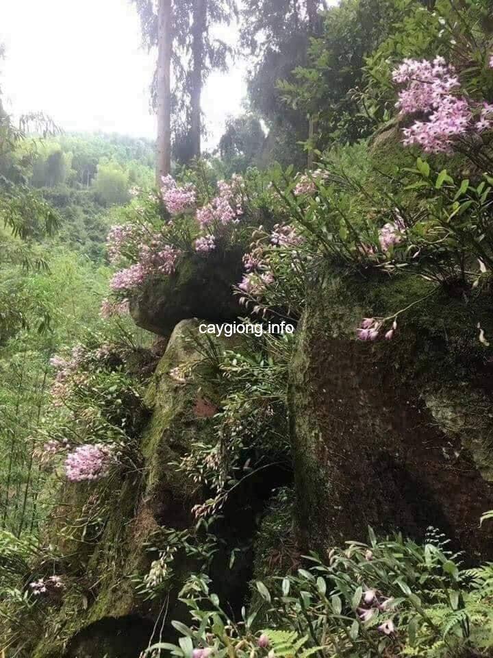 lan đùi gà