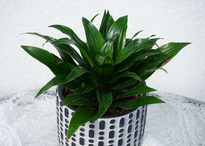 Mệnh Thủy hợp cây gì? Ý nghĩa cây phong thủy hợp mệnh thủy