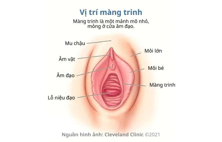 hình ảnh nhận biết màng trinh còn hay rách