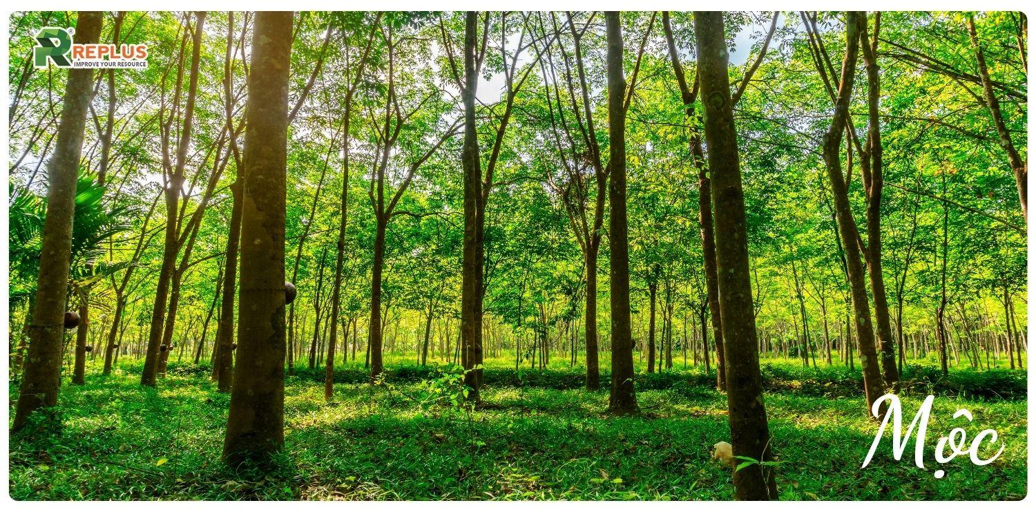 Quý Mùi 2003 mệnh gì, hợp màu gì?