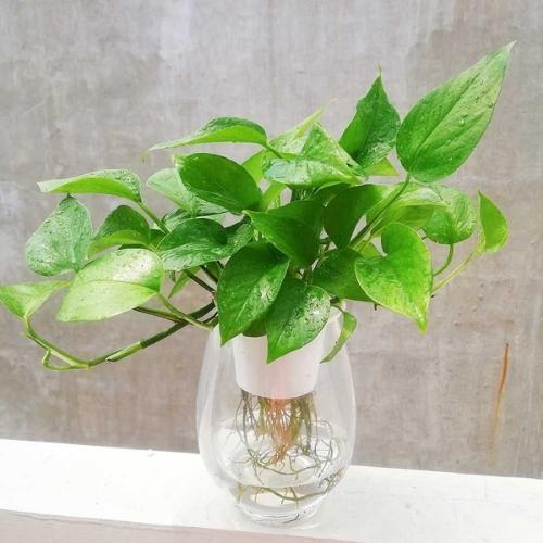 10 cây trồng trong nhà không cần ánh sáng giúp lọc không khí