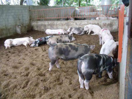 Chất thải trong chăn nuôi gia súc và các biện pháp xử lý