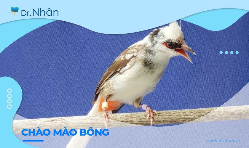 Khám phá vẻ đẹp độc đáo của chào mào bông