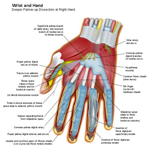 Hình ảnh giải phẫu xương bàn tay.
