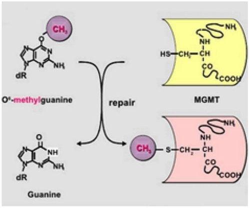 Gen MGMT (O6-alkyl guanine DNA acyltransferase)