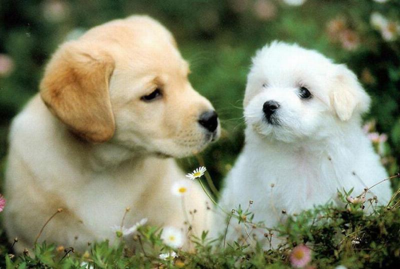 Sinh Năm 82 Tuổi Gì? Khám Phá Vận Mệnh & Phong Thủy