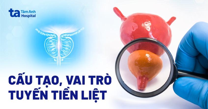 tuyến tiền liệt
