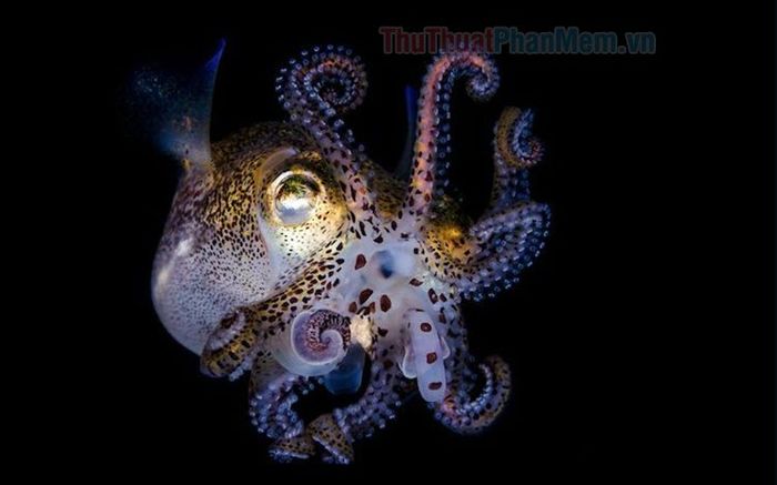 Hình ảnh cá mực tuyệt đẹp