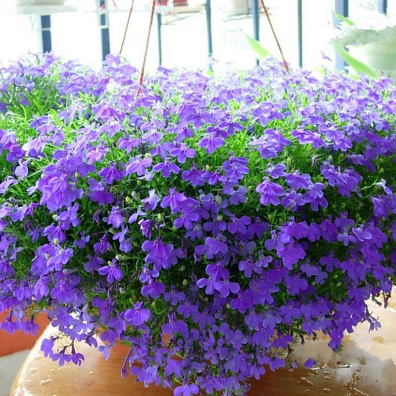 hat-giong-hoa-lobelia-ru-11.jpeg