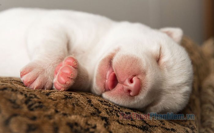 Tổng hợp những meme ngủ đáng yêu, hài hước và đầy chất 'bá đạo'