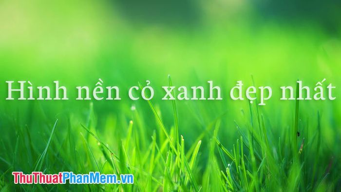 Những hình nền cỏ xanh đẹp nhất dành cho thiết bị của bạn
