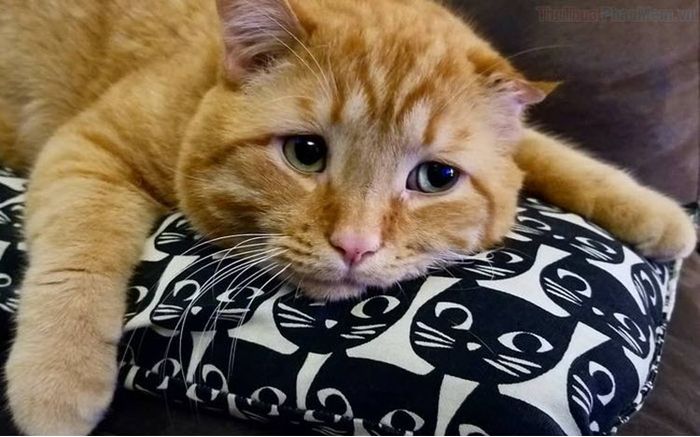 Những hình ảnh đáng yêu và dễ thương nhất về chú mèo buồn