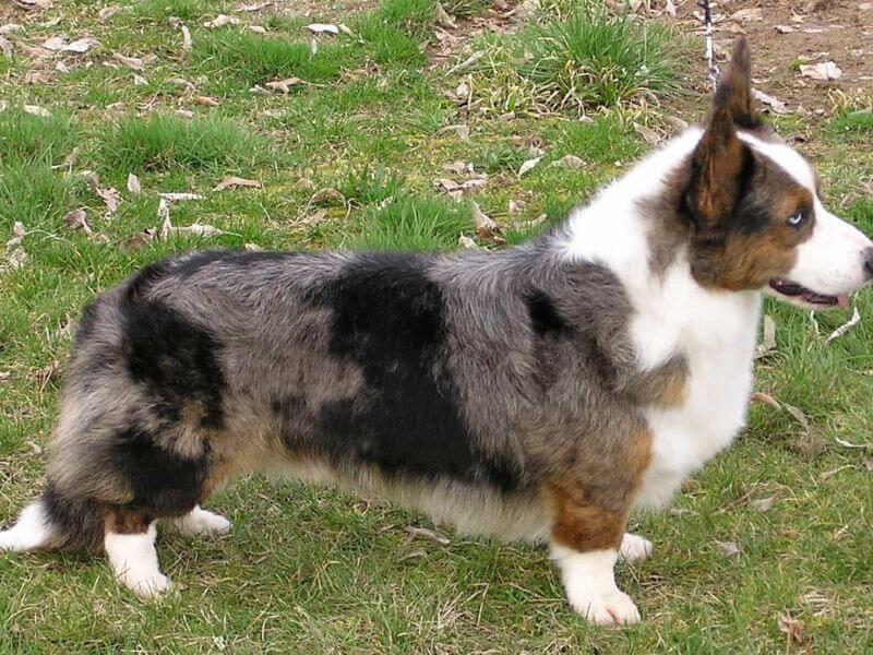 Chó Corgi Cardigan