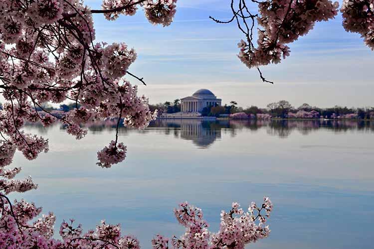 Mùa hoa anh đào: Hàng ghế đầu trong thời gian nở rộ trên Potomac
