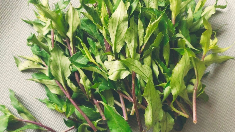 Rau lủi rừng là rau gì? Công dụng và bài thuốc từ rau lủi rừng