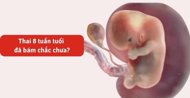 Thai 8 tuần tuổi: Siêu âm thai 8 tuần để biết bé phát triển như thế nào?