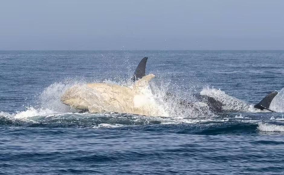 Hình ảnh cá voi sát thủ trắng ở biển Nhật Bản gây nhiều tranh cãi