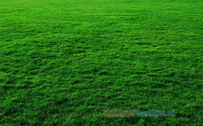 Hình ảnh bãi cỏ xanh tươi đẹp, tràn đầy sức sống