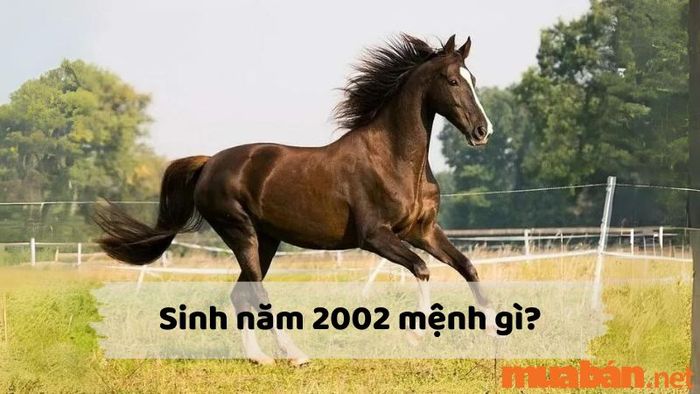 Khám Phá Mệnh Của Người Sinh Năm Nhâm Ngọ 2002, Các Tuổi Hợp Và Kỵ