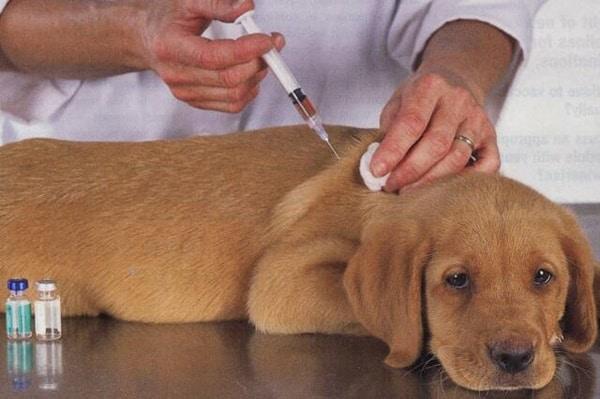 Những Điều Bạn Cần Biết Khi Tiêm Phòng Vacxin Cho Chó Mèo