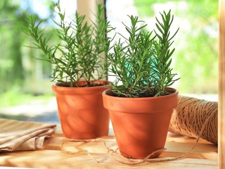Cây hương thảo có tác dụng gì?
