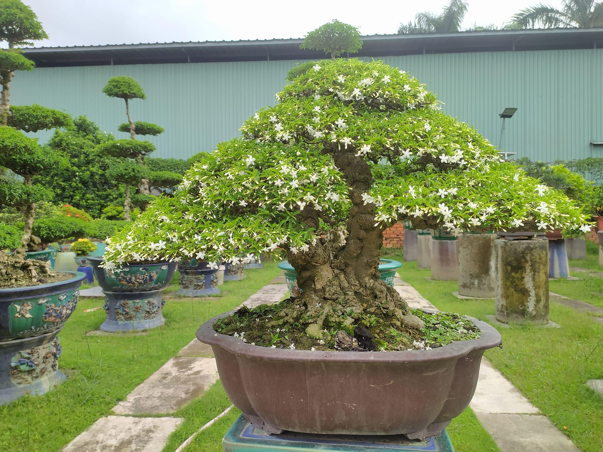 Trực quan cây mai chiếu thủy tại nhà vườn