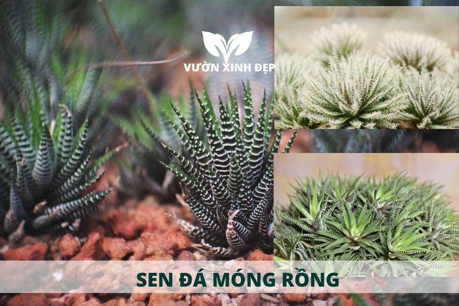 Cách trồng sen đá móng rồng, cách chăm sóc để cây sống lâu