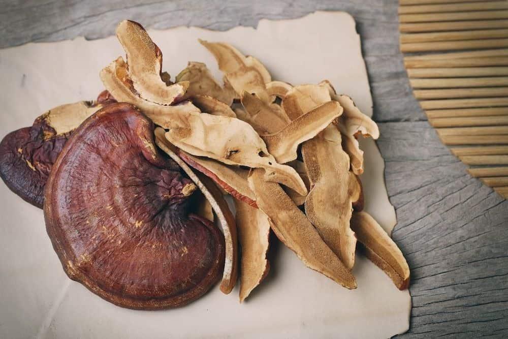 Nấm linh chi