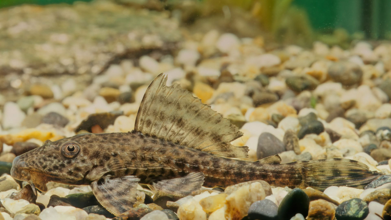 Cá lau kiếng: Ăn được không? Lợi hay hại đối với sức khỏe?