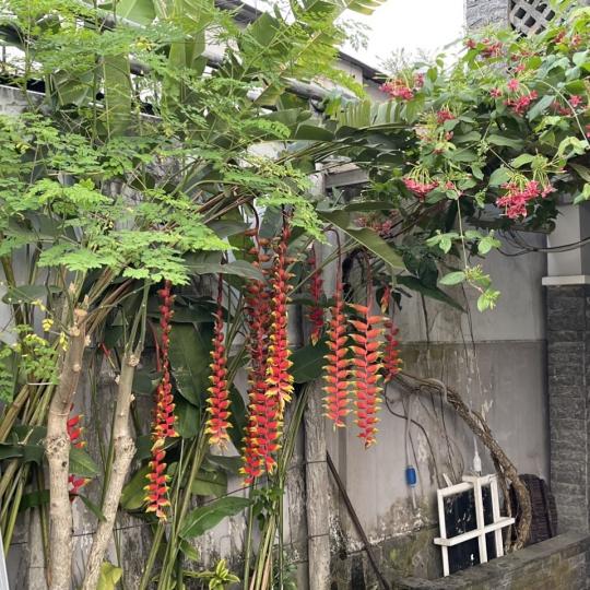 Cây Chuối Tràng Pháo Thái – Chuối báo tin vui