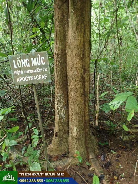 Cây giống lồng mức (thừng mực)