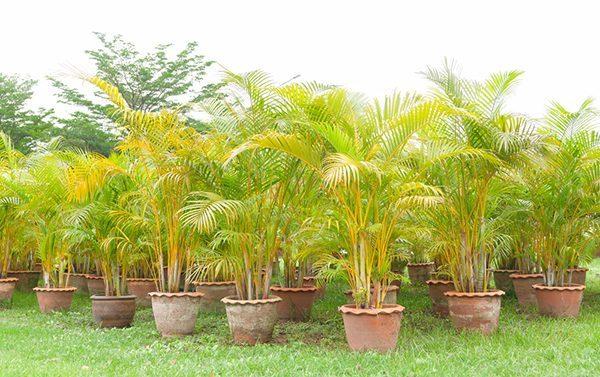 Tuổi Ngọ hợp cây gì? Điểm danh các loại cây cảnh hợp với tuổi Ngọ theo năm sinh