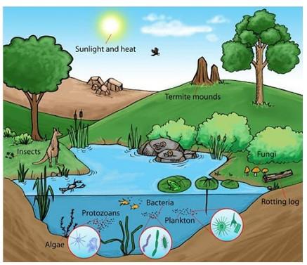 Sinh học 9 Bài 51-52: Thực hành: Hệ sinh thái (ảnh 1)