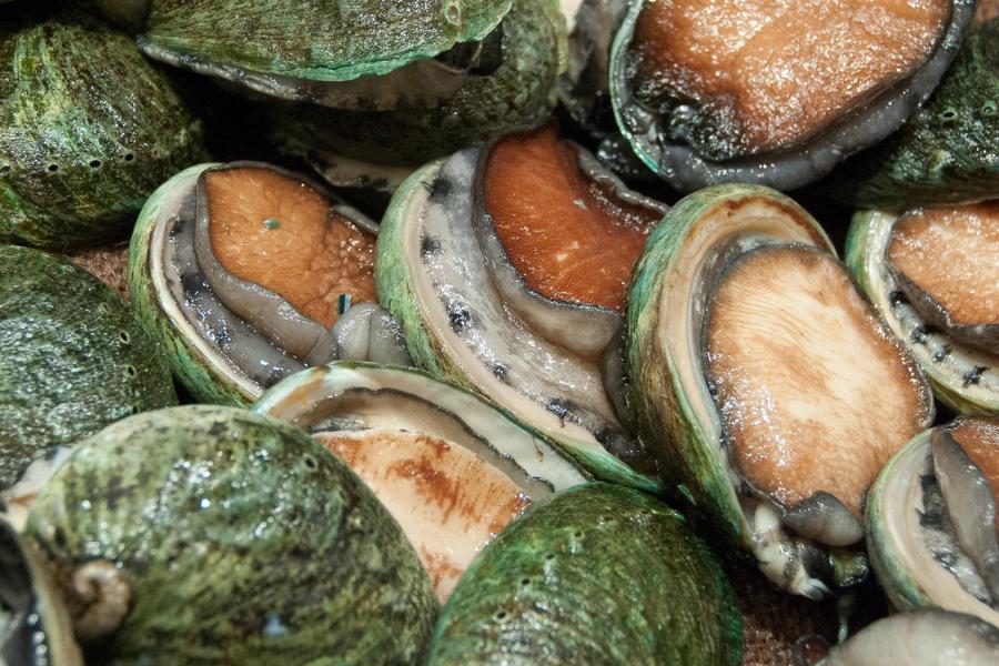 Bào Ngư Úc Đóng Hộp