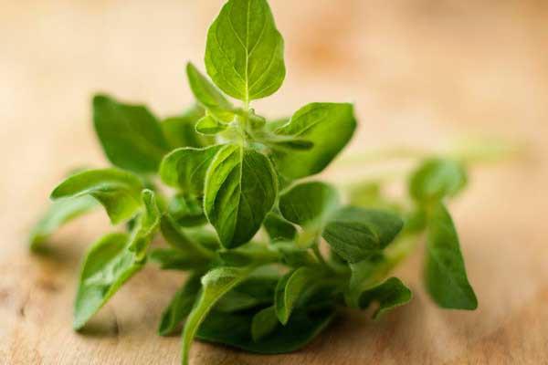 Bột Oregano