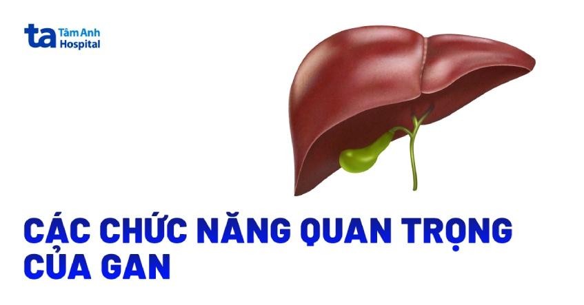 Top 4 chức năng của gan đóng vai trò quan trọng với cơ thể